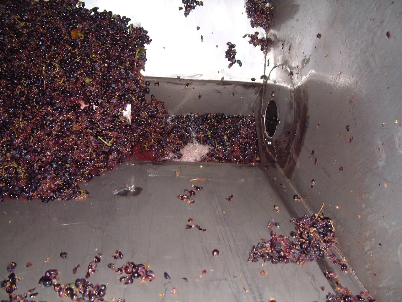 Grape conveying systems — detail of the conveying system